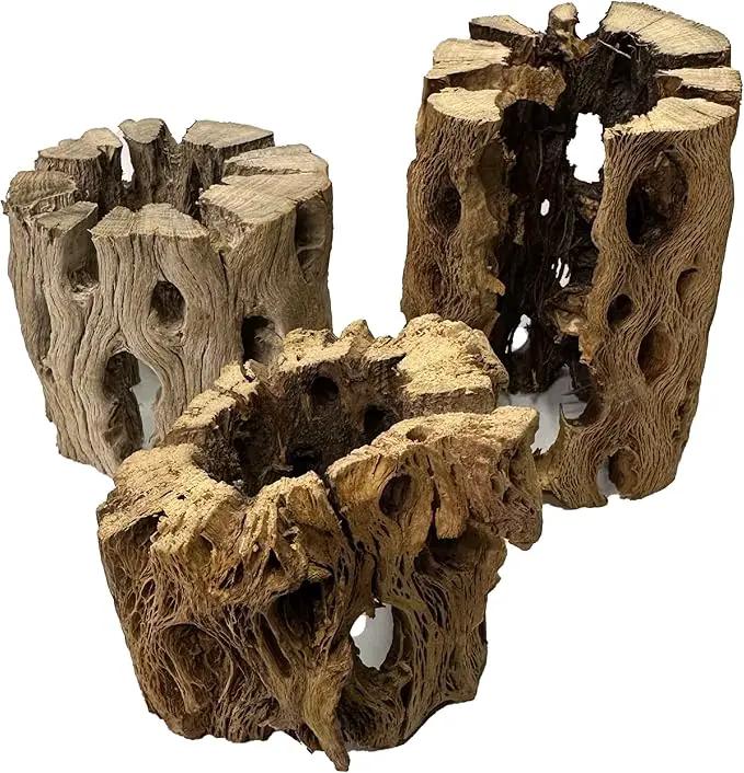 3 Natural Cholla Wood Air Plant Display Holders Individually Unique Round Decorative Stands (3 Pack Cholla Rounds) by GreenHaven Gardens