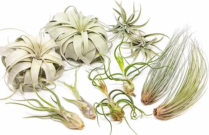 10 Pack of Large Tillandsia Air Plants - Xerographica, Juncea, Bulbosa, Caput Medusae & Harrisii- Live Succulent House Plants Availabe in Wholesale and Bulk - Easy Care Indoor and Outdoor Plant by GreenHaven Gardens