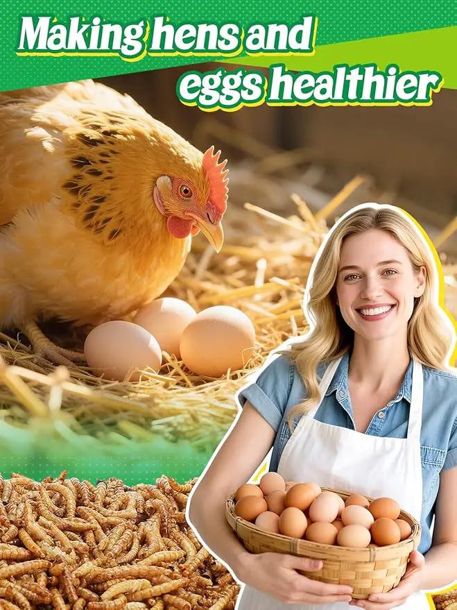 Mealworms Chicken Treats 2 Lbs with Handle Packing, High-Protein Promote Egg Production, Natural Chicken Feed for Laying Hens Wild Birds Ducks by GreenHaven Gardens