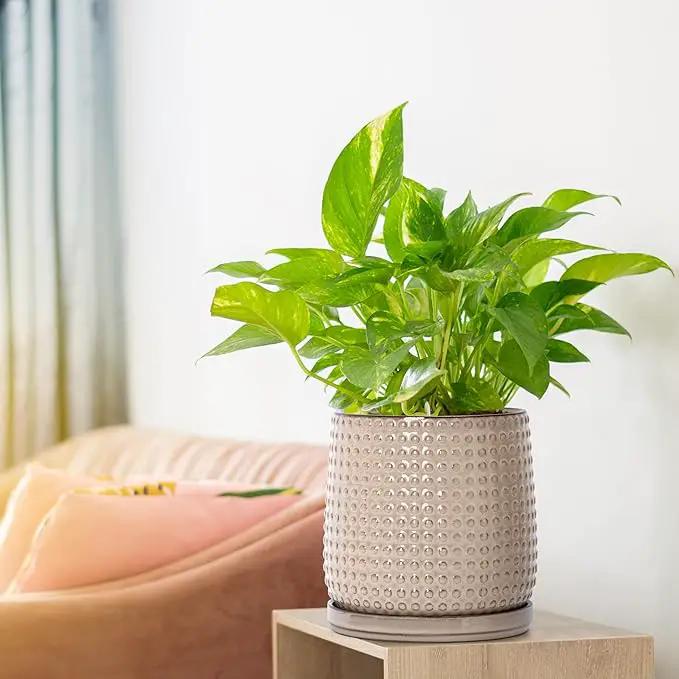D'vine Dev 6 Inch Ceramic Beaded Stoneware Planter Pot - Flower Pot with Drainage Holes and Saucers for Indoor Succulent Plants or Flowers, Light Brown, 27-C-X-4 by GreenHaven Gardens
