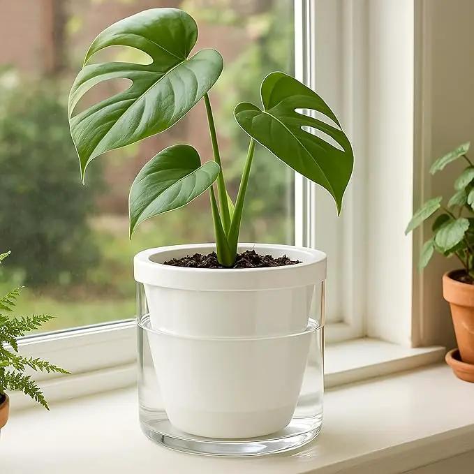 D'vine Dev 6 Inch Design Self Watering Planter for Indoor Plants, White Terracotta Pots with Cylinder Glass Cup, 37-X-B-2 by GreenHaven Gardens