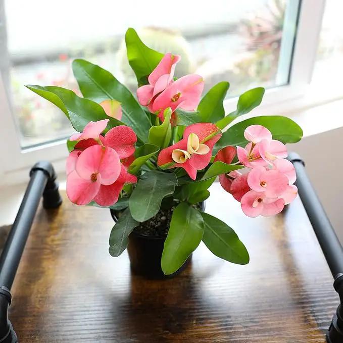 Euphorbia Crown of Thorns Plant Decor, Perennial Plants Ready to Plant, Cactus Plants Live Houseplants, Outdoor Plants Live House Plants Live Plants Indoor Plants Live Houseplants by Plants for Pets by GreenHaven Gardens