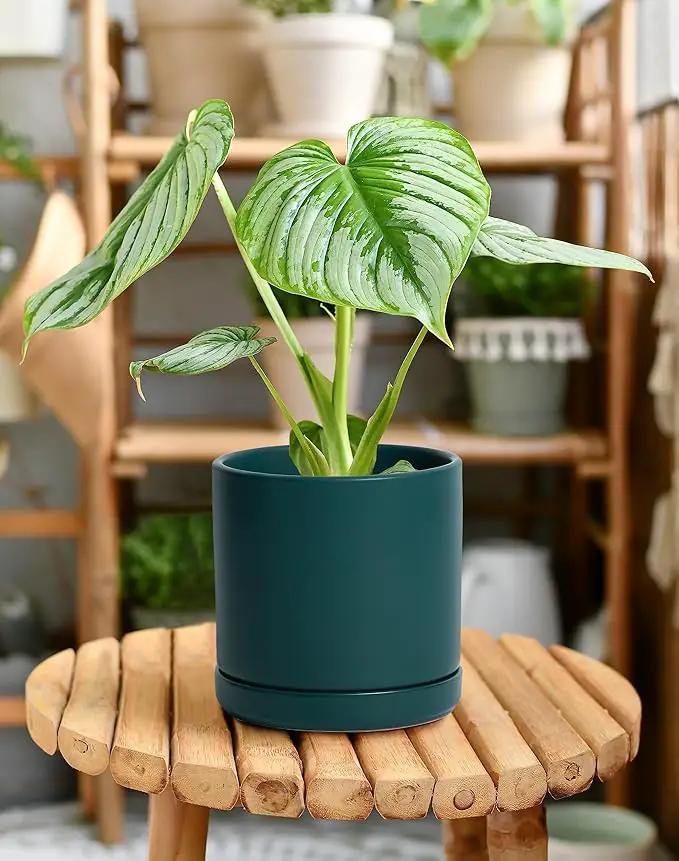 D'vine Dev Set of 2 Plants Pots, 6 Inch Ceramic Planter Pot for Plants with Drainage Hole and Saucer, Teal, 94-V-C-9 by GreenHaven Gardens