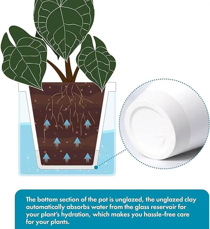 D'vine Dev 8 Inch Design Self Watering Planter for Indoor Plants, White Terracotta Pots with Cylinder Glass Cup, 37-X-C-2 by GreenHaven Gardens