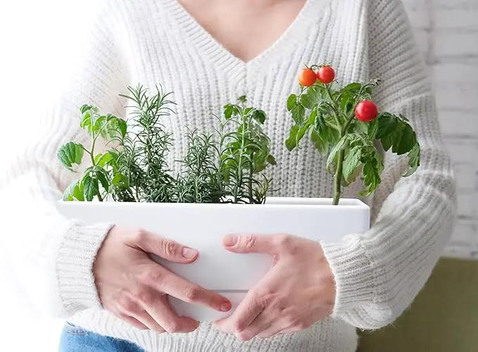 D'vine Dev 12 Inch Window Box Planter, Rectangle Plastic Herb Planter with Drainage Holes and Saucer, Indoor Succulent Cactus Vegetable Pot for Windowsill, Garden Balcony, White, Set of 1, 76-X-A-1 by GreenHaven Gardens
