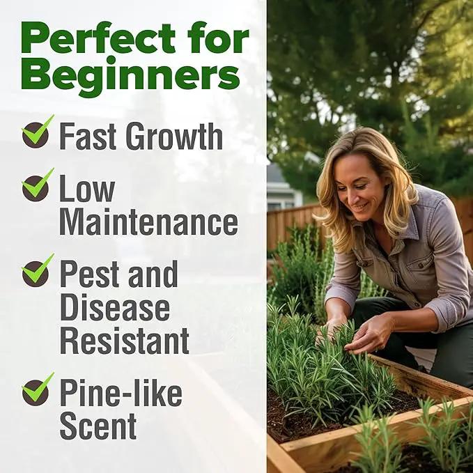 HOME GROWN 𝗨𝗦𝗔 𝗣𝗥𝗘𝗠𝗜𝗨𝗠 Rosemary Seeds Pack - 150 High Germinating 𝗡𝗢𝗡-𝗚𝗠𝗢 Heirloom Herb Seeds for Planting in Indoor or Outdoor Herb Gardens (Salvia rosmarinus) by GreenHaven Gardens