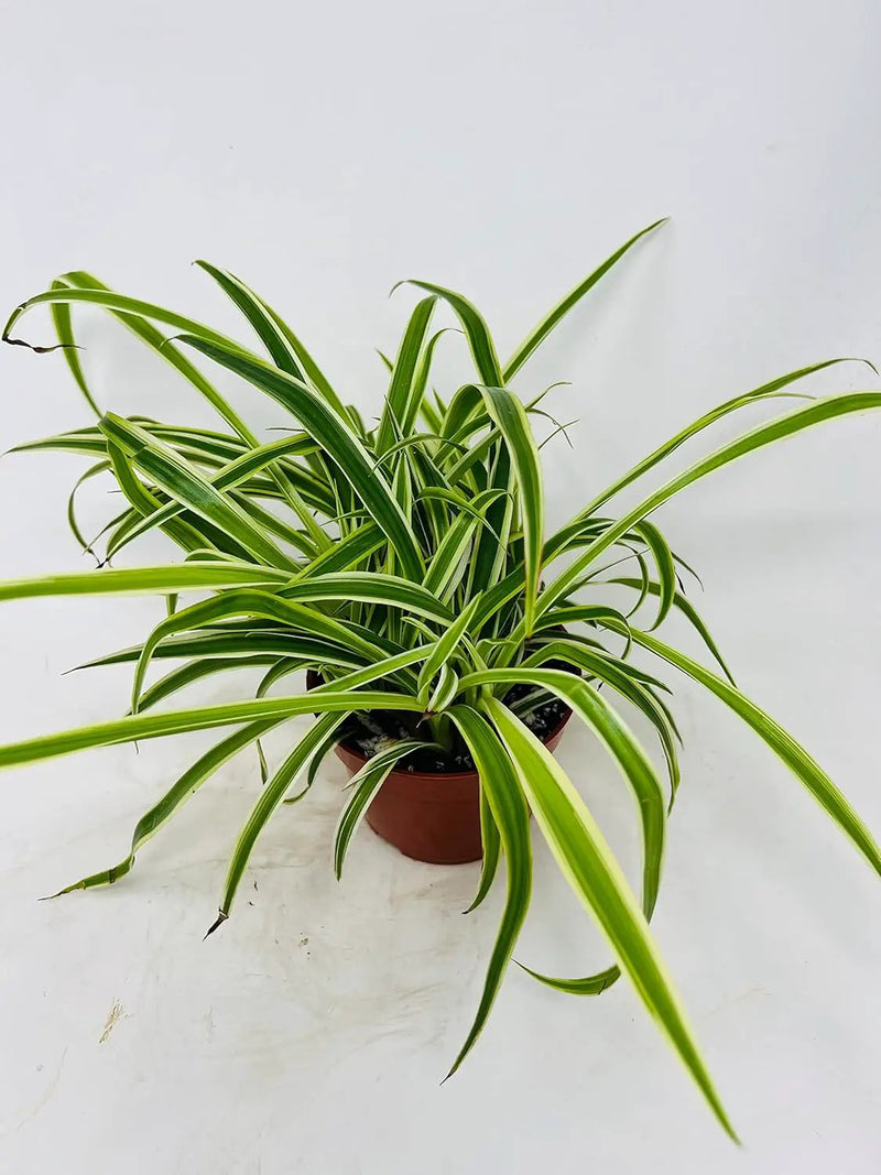 Reverse Variegated Spider Plant - Easy to Grow/Cleans The Air - 4in Pot by GreenHaven Gardens