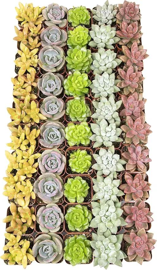 Altman Plants, Live Succulents Plants (50 Pack), Nursery Pots Variety Pack, Bulk Succulents Plants Live Plants Indoor Plants Live House Plants Indoors Live Indoor Plants Live Houseplants Live Indoor by GreenHaven Gardens