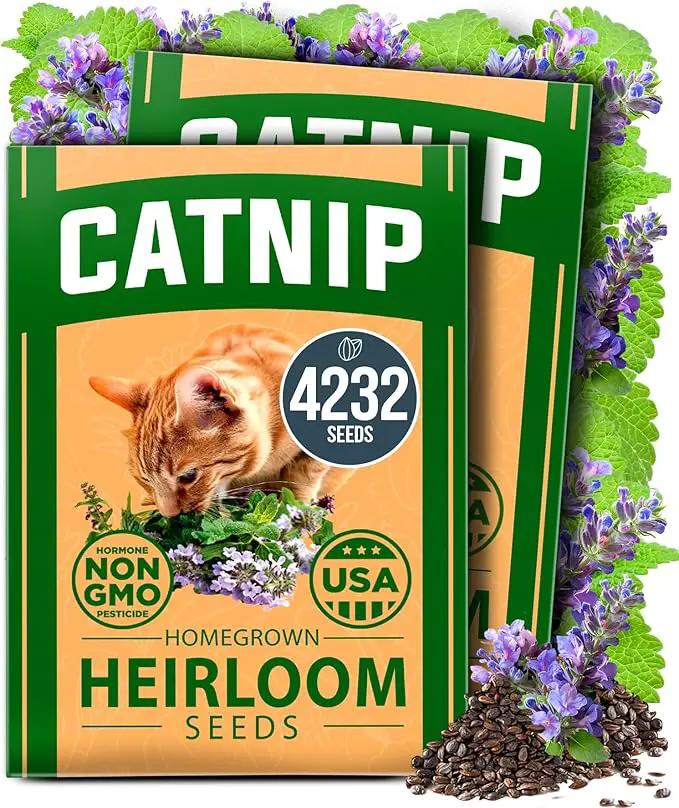HOME GROWN Catnip Seeds (2 Pack) 𝗡𝗢𝗡-𝗚𝗠𝗢, 𝗨𝗦𝗔-𝗦𝗢𝗨𝗥𝗖𝗘𝗗 Heirloom Herb 4232 Seeds - Indoor or Outdoor Seed - High-Germination Cat Nip - Cat Safe Plants (Nepeta cataria) by GreenHaven Gardens