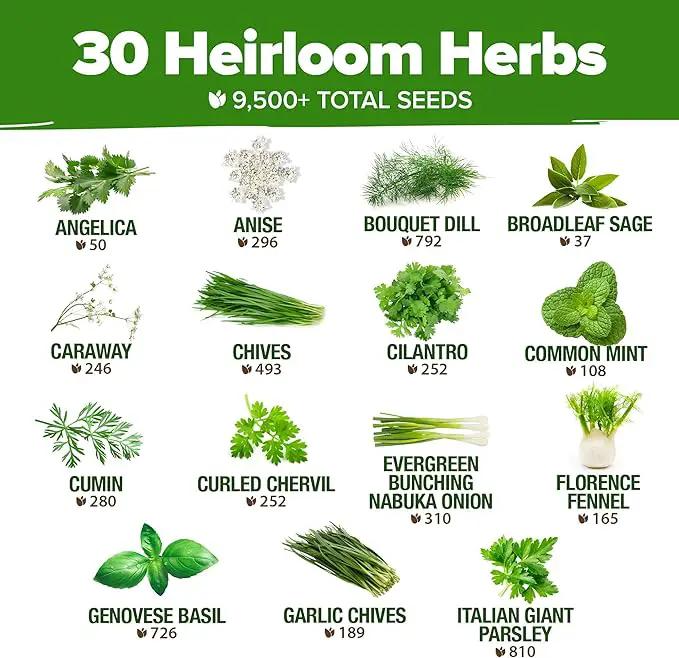 HOME GROWN 30 Herb Seeds for Planting 9,500+ Non-GMO Heirloom Seeds | Extra Large Variety Pack Herb Kit – Indoor Outdoor & Hydroponic | Culinary Seed Set | Grow Your Own Herbs | Gardening Gift by GreenHaven Gardens