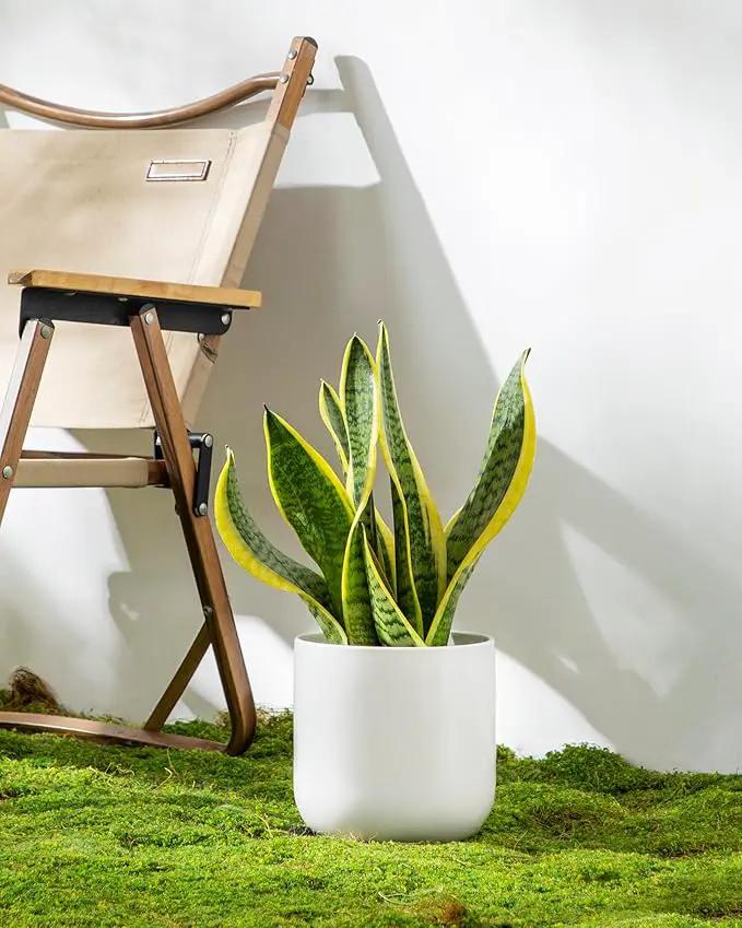 vancasso 6 Inch Ceramic Plant Pots, Planters with Drainage Hole, Flower Pots Planters Pots for Indoor Plants, Modern Indoor Decorative Garden Pot, Home Decor, White by GreenHaven Gardens
