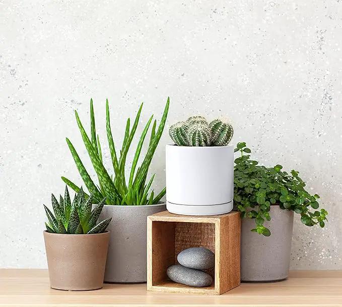 D'vine Dev Ceramic Planter Pot with Drainage Hole and Saucer, Indoor Cylinder Round Flower Pot, 4.6 Inch, White, 94-O-B-1 by GreenHaven Gardens