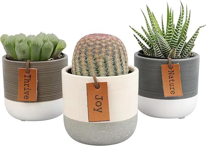 Succulents Plants Live in Plant Pot Set (3 Pack), Succulent Cactus Plants Live Plants, Indoor Plants Live Gardening Gifts for Plant Lovers, Live Succulents Plants Live Houseplants by Plants for Pets by GreenHaven Gardens
