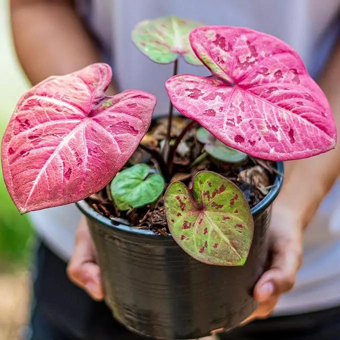 Caladium Potting Mix - Promote Strong Roots and Captivating Patterns with Our Premium Blend - 4 Quart by GreenHaven Gardens