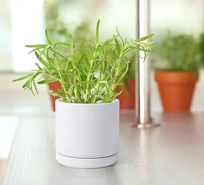 D'vine Dev Ceramic Planter Pot with Drainage Hole and Saucer, Indoor Cylinder Round Flower Pot, 4.6 Inch, White, 94-O-B-1 by GreenHaven Gardens