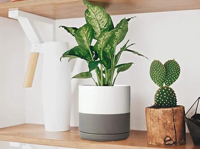 D'vine Dev 8 Inch Ceramic Planter Pot with Drainage Hole and Saucer, Indoor Cylinder Round Planter Pot, White/Speckled Grey, 94-O-D-6 by GreenHaven Gardens