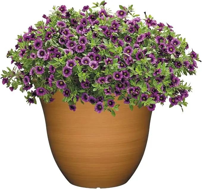 Classic Home and Garden Honeysuckle Resin Flower Pot Planter, Bamboo Brown, 13" by GreenHaven Gardens