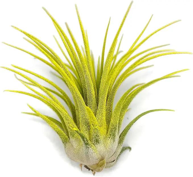 Ionantha Guatemala Tillandsia Air Plant, Guatemala Tillandsia Live Airplant, Healthy Arrival Guaranteed, Great Indoor Plant, Home Decor & Gift (Yellow) by GreenHaven Gardens