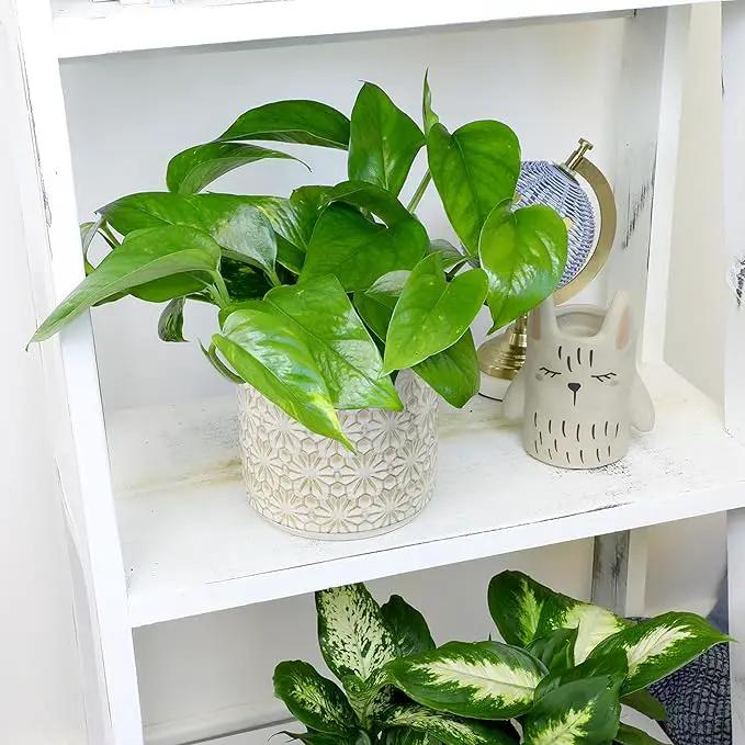 Live Pothos Plants (4PK) Indoor Plants Live Houseplants, Pothos Live Plant House Plants, Money Plant Indoor Pothos Plant Decor, Devils Ivy Trailing Plants Live by Plants for Pets,Black by GreenHaven Gardens