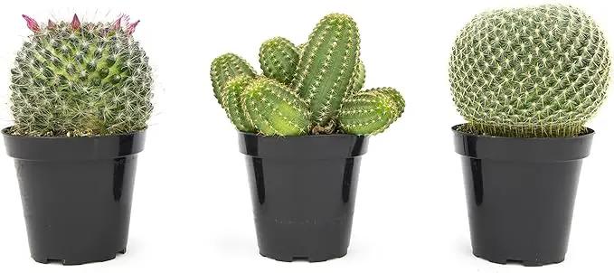 Altman Plants, Assorted Cactus Plants Live Plants (3PK), Cactus Plant Live Succulents Plants Live Cactus Decor, Indoor Plants Live House Plants in Cactus Soil, Live Cacti Plants Live Succulent Plants by GreenHaven Gardens