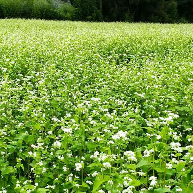 Buckwheat Seeds - 5 Lb ~60,000 Seeds - Organic, Non-GMO, Whole (Shell On) - Grow Buck Wheat Cover Crops, Microgreens, Lettuce by GreenHaven Gardens