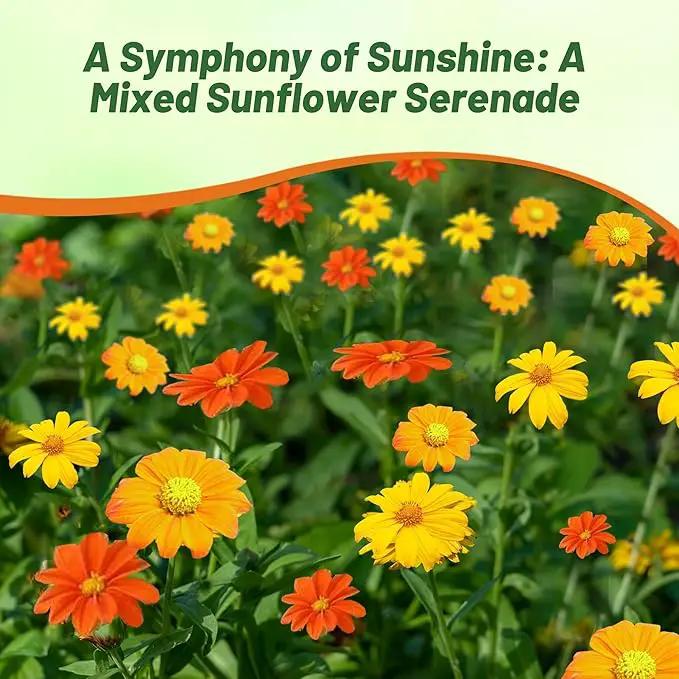 Outsidepride Mexican Sunflower Seeds Mix - 1000 Pcs Annual, Easy-to-Grow, Mixed Tithonia Speciosa Flower Seeds w/Drought-Tolerant Blooms for Pollinator Gardens & Vibrant Summer Landscaping by GreenHaven Gardens