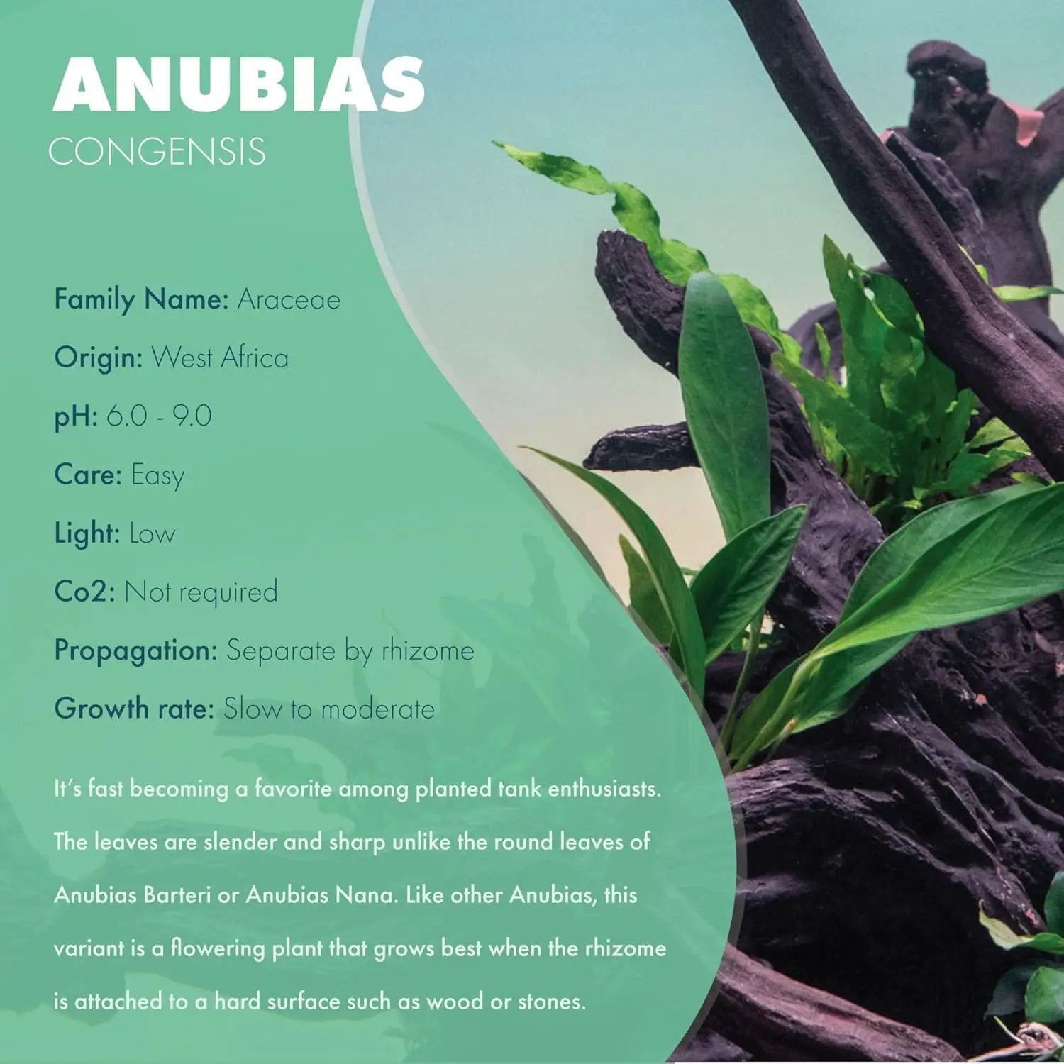 Anubias Live Aquarium Plants - Potted Freshwater Plant for Fish Tanks, Terrariums - Beginner Friendly Low Light (Congensis, Mother Plant) by GreenHaven Gardens