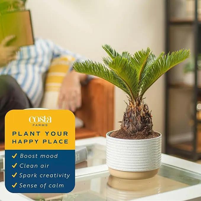 Costa Farms Live Sago Palm, Easy to Grow Live Indoor Plant, Houseplant in Ceramic Plant Pot, Home and Room Decor, 1 Foot Tall by GreenHaven Gardens