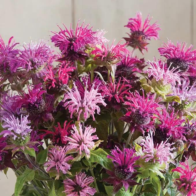 Park Seed Grow Your Own Vibrant Wildflower Garden Mixture, Perfect for Bees, Butterflies, and Hummingbirds, Panaroma Mix, Pack of 100 by GreenHaven Gardens