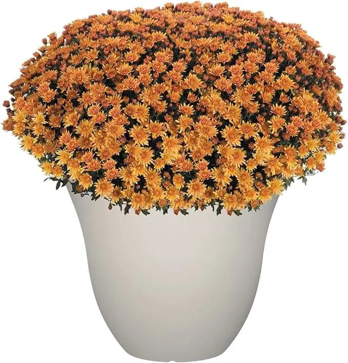 Classic Home and Garden Honeysuckle Resin Flower Pot Planter, White Vanilla, 13" by GreenHaven Gardens