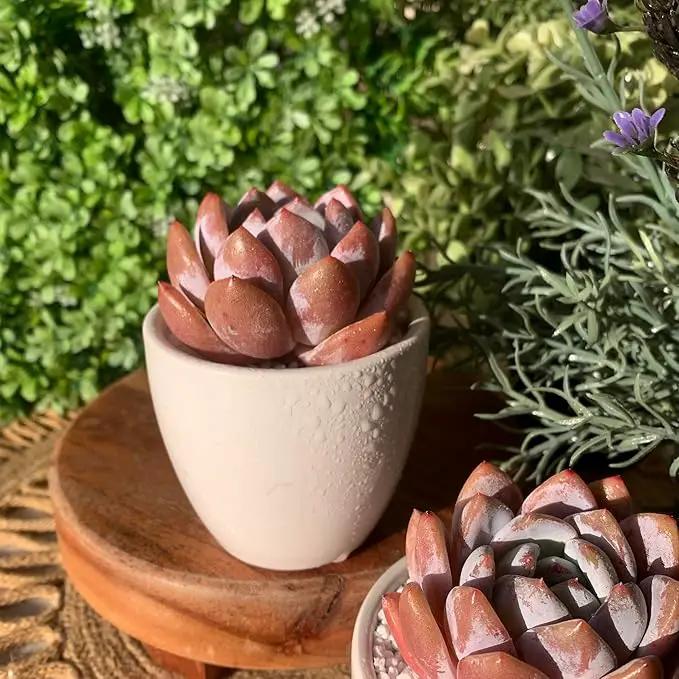 FWPP Live Succulents Plants Echeveria Sang-A 4.3 inches,Rare Succulents Bare Root Without Pot Soil, Live Plants Indoor Office Decoration Wedding and Gift by GreenHaven Gardens