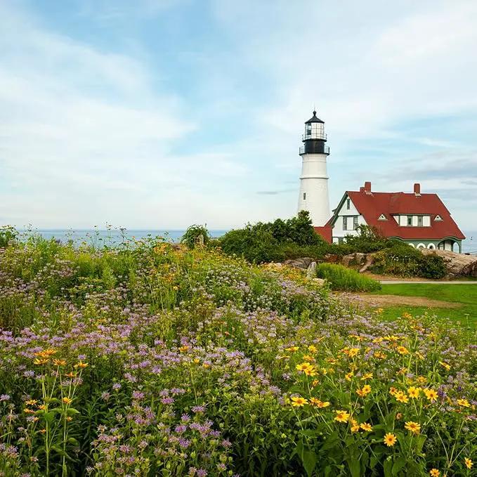 Created By Nature Maine Wildflower State Mix, 15 Flower Varieties, 50,000 Seeds by GreenHaven Gardens