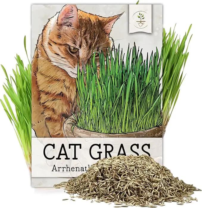 Seed Needs Cat Grass Seeds for Planting 10,000+ Seeds | Arrhenatherum Elatius Easy to Grow Non GMO Untreated | Oat Cat Grass Variety Seeds Great for Indoor Planting | Bulk by GreenHaven Gardens