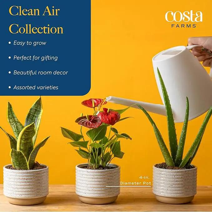 Costa Farms Live Plants (Pack of 2), Easy to Grow Real Indoor Houseplants, Air Purifying Plants, Grower's Choice in Home Décor Indoors Plant Pots, New House Gift or Room Décor by GreenHaven Gardens