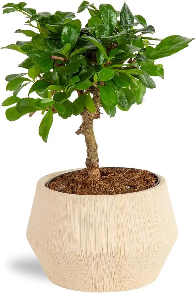 Costa Farms Mini Bonsai Tree, 1-Year Old Grower's Choice Live Indoor Plant, Easy to Grow Houseplant in Indoor Plant Pot, Potting Soil, Room and Home Decor, Birthday, Housewarming Gift, 10-Inches Tall by GreenHaven Gardens