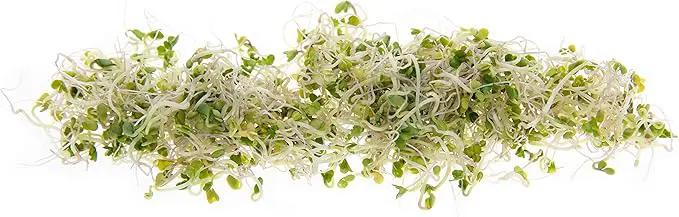 Broccoli Seeds for Sprouting & Microgreens | Waltham 29 Variety | Non GMO & Heirloom Seeds | Bulk 1 LB (16 oz) Resealable Bag | Rainbow Heirloom Seed Co. by GreenHaven Gardens