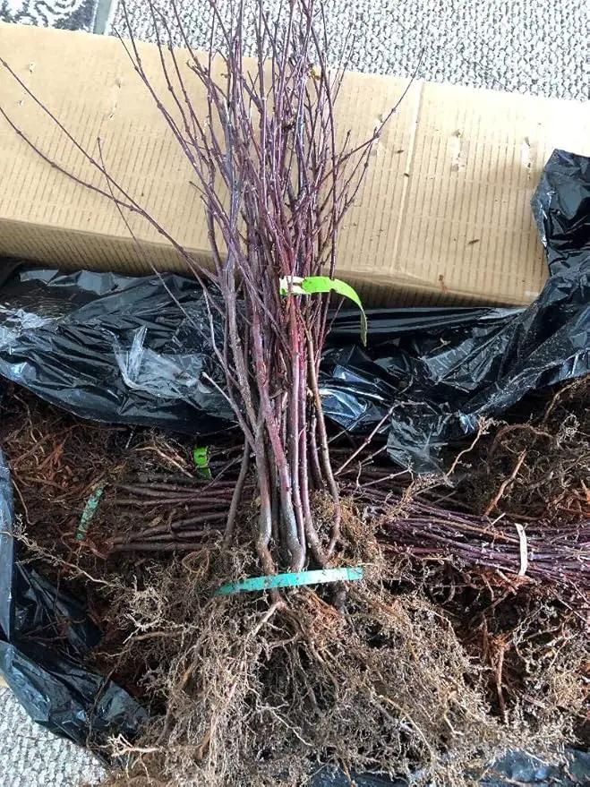 Japanese Red Maple Live Plants Shipped 1-2 Foot Tall by GreenHaven Gardens