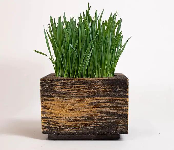 Cali Kiwi Organic Cat Grass Kit - Cat Grass for Indoor Cats with Cat Toy – Natural Hairball Remedy, Supports Digestion & Health, Single Planter (Black Gold) by GreenHaven Gardens