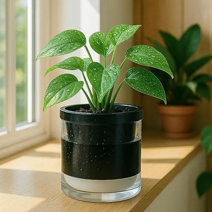 D'vine Dev 6 Inch Design Self Watering Planter for Indoor Plants, Black Terracotta Pot with Cylinder Glass Cup, 37-X-B-3 by GreenHaven Gardens