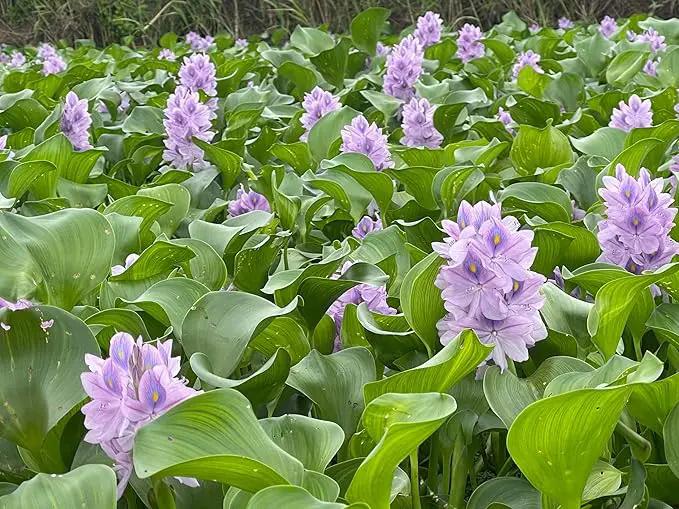 12 Water Hyacinth (Eichornia Crassipes) Floating Water Garden Pond Plants (12 Live Plants) by GreenHaven Gardens
