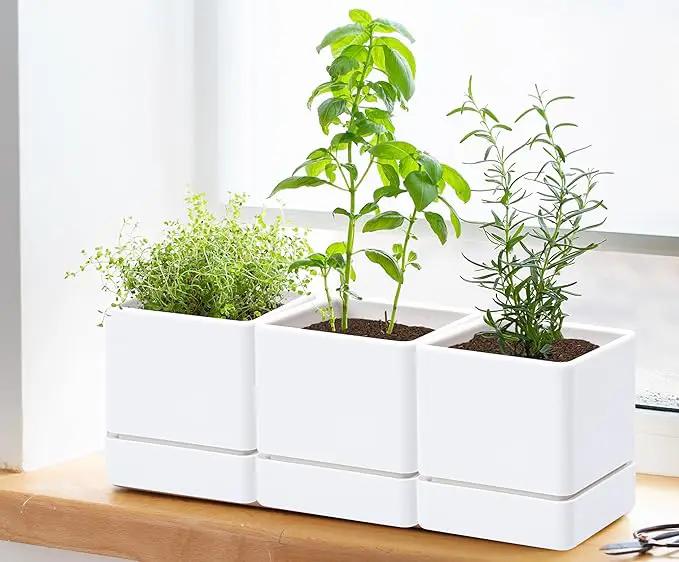 4 Inch Herb Planter Pot, Plastic Planter with Drainage Holes and Saucer, Modern Decorative Gardening Pot for Indoor Plants, Flowers, Herbs, Succulents, White, Set of 6, 76-Y-A-6 by GreenHaven Gardens