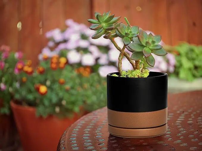 D'vine Dev Set of 4 Small Ceramic Plant Pots, 4.6 Inch Succulent Planter Pot for Plants with Drainage Hole and Saucer, Black/Speckled Tan, 94-X-B-7 by GreenHaven Gardens