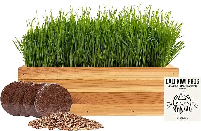 Cat Grass for Indoor Cats Kit – Organic & Handcrafted Cedar Planter with Fast-Growing Wheatgrass for Cats, Hairball Remedy with Pet-Friendly Planter (Natural) by GreenHaven Gardens