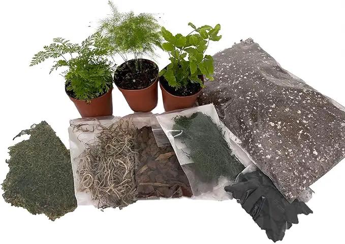 Hirt's Terrarium Kit with 3 Live Mini Ferns in 2" Pots by GreenHaven Gardens