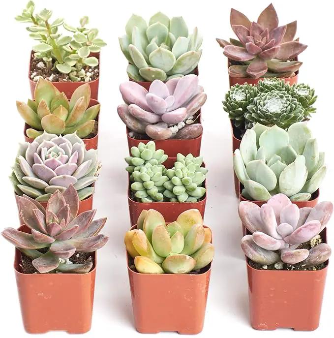 Shop Succulents Mini Succulent Plant Pack Collection - Live 2" Succulent Plants, Low Maintenance, Beautiful Colors & Textures - Wedding and Party Favors, Gift & Garden, Pack of 12 by GreenHaven Gardens