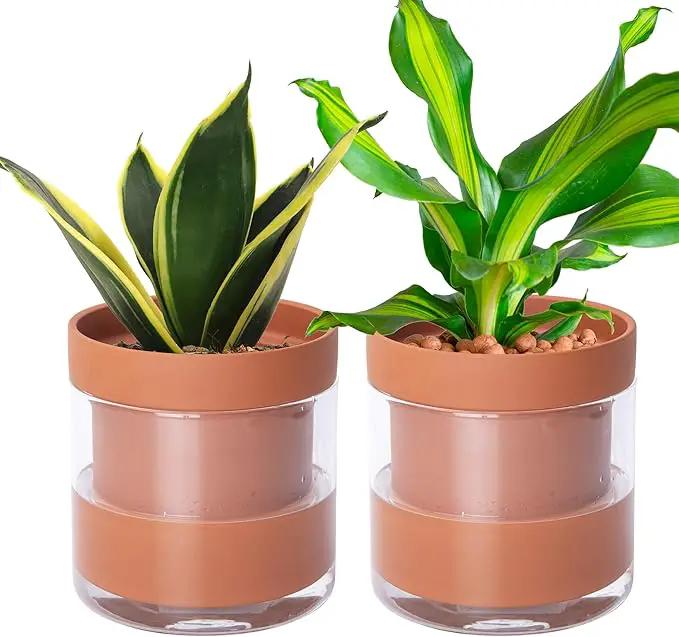Phoenix Vine 6 Inch Self Watering Planter Pot, Terracotta Clay Pot with Glass Reservoir for Indoor Plants, Herbs, Flowers, Set of 2, 52-A-F-2 by GreenHaven Gardens