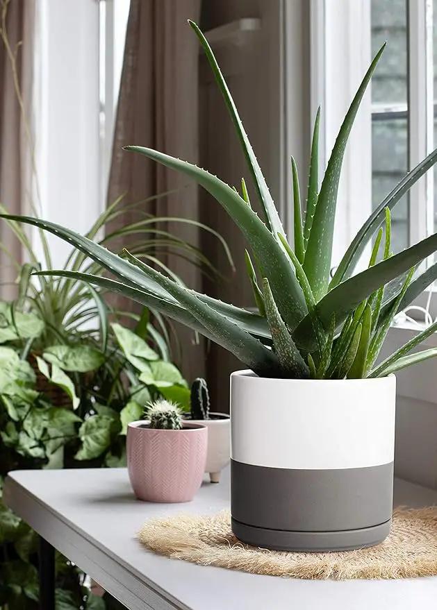 D'vine Dev 8 Inch Ceramic Planter Pot with Drainage Hole and Saucer, Indoor Cylinder Round Planter Pot, White/Speckled Grey, 94-O-D-6 by GreenHaven Gardens