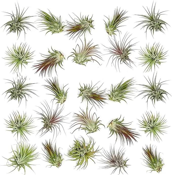 Air Plants Bulk - Tillandsia Ionantha Wholesale Pack, Regular 1-3" - 25ct - Live Arrival Guaranteed - House Plants for Home Decor & Gift by GreenHaven Gardens