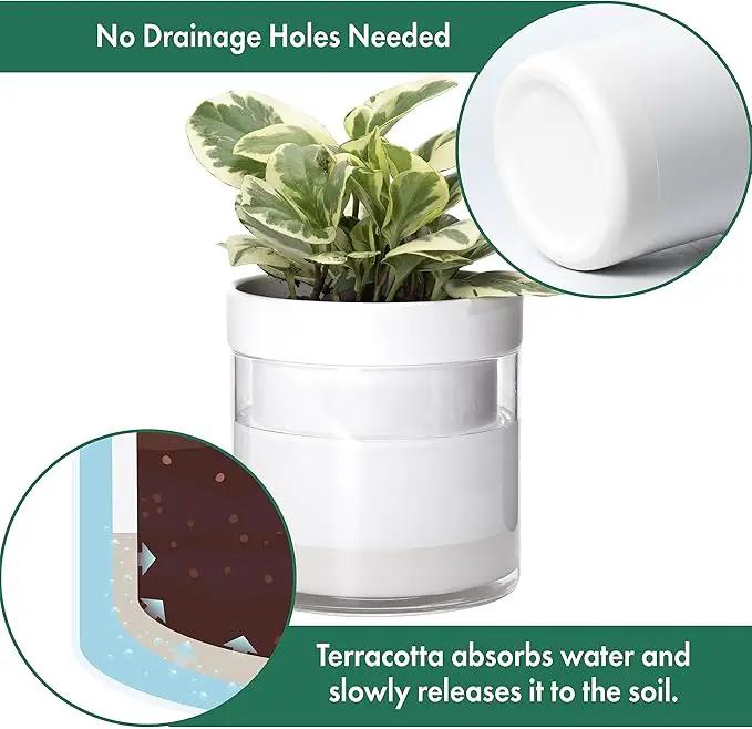 Phoenix Vine 6 Inch Self Watering Planter, White Terracotta Clay Pot with Glass Reservoir for Indoor Plants, Herbs, Flowers, Set of 1, 52-B-F-1 by GreenHaven Gardens