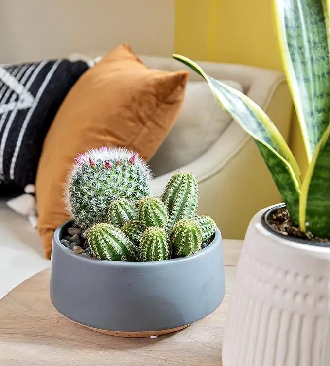 Altman Plants, Assorted Cactus Plants Live Plants (3PK), Cactus Plant Live Succulents Plants Live Cactus Decor, Indoor Plants Live House Plants in Cactus Soil, Live Cacti Plants Live Succulent Plants by GreenHaven Gardens